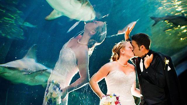 Poljubac morskog psa na vjenčanju